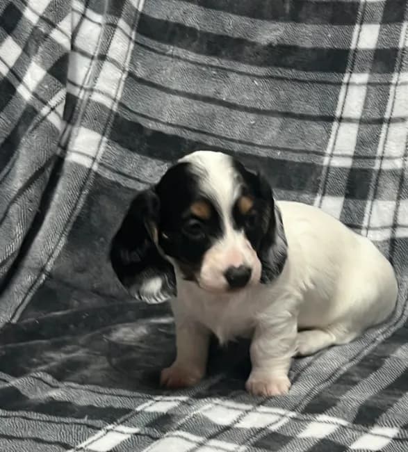 Elsa full akc