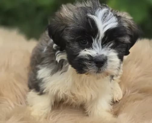 Teddy Bear Male 2