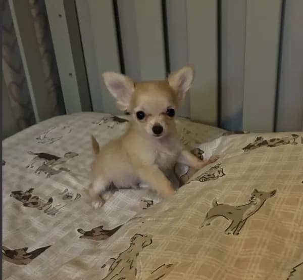 TB TeddyBear