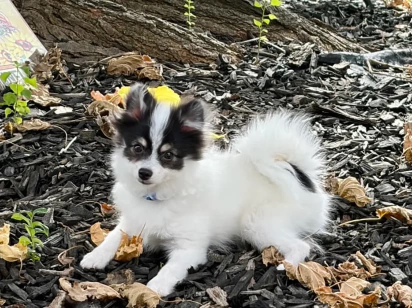 Jude