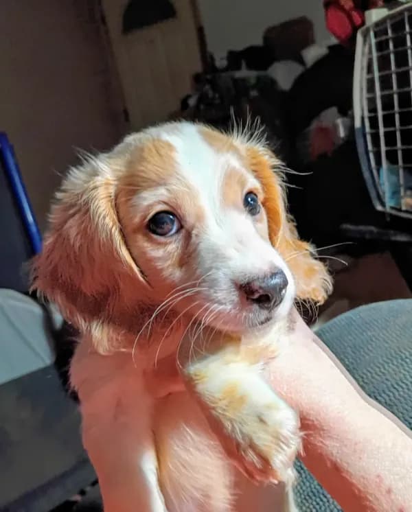 Diluted red piebald