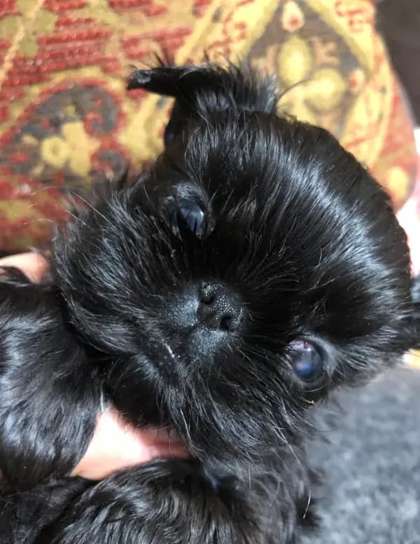 Skippy teacup