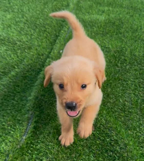 Golden retriver