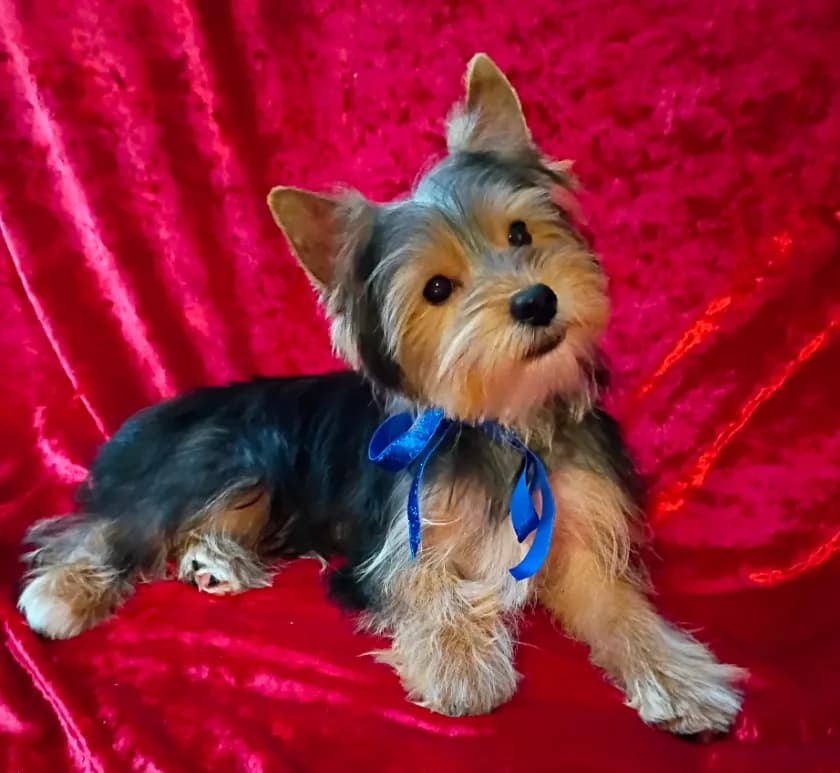 AKC Bo Ch. Bloodlines