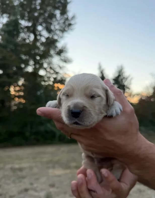 Duke