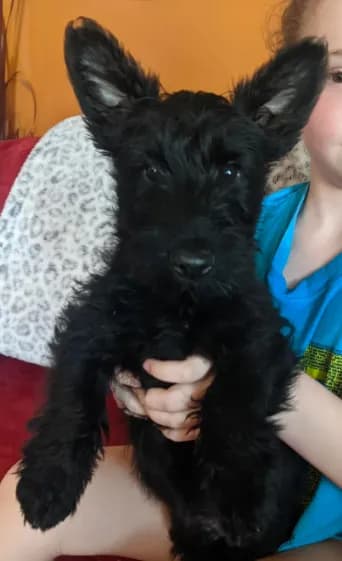 Scottie