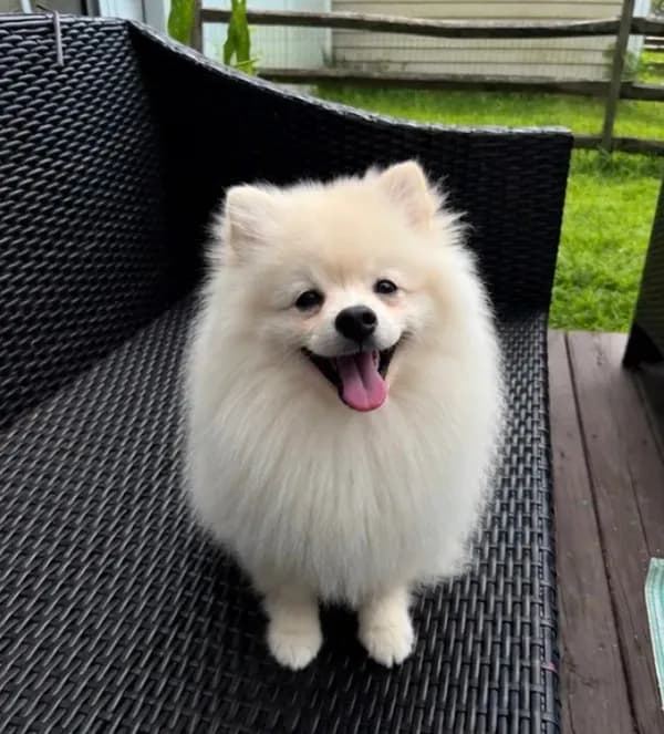 Robi