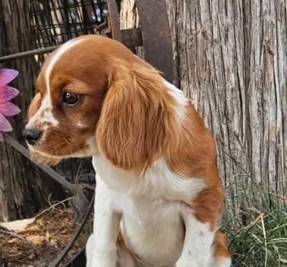 Akc Lulu