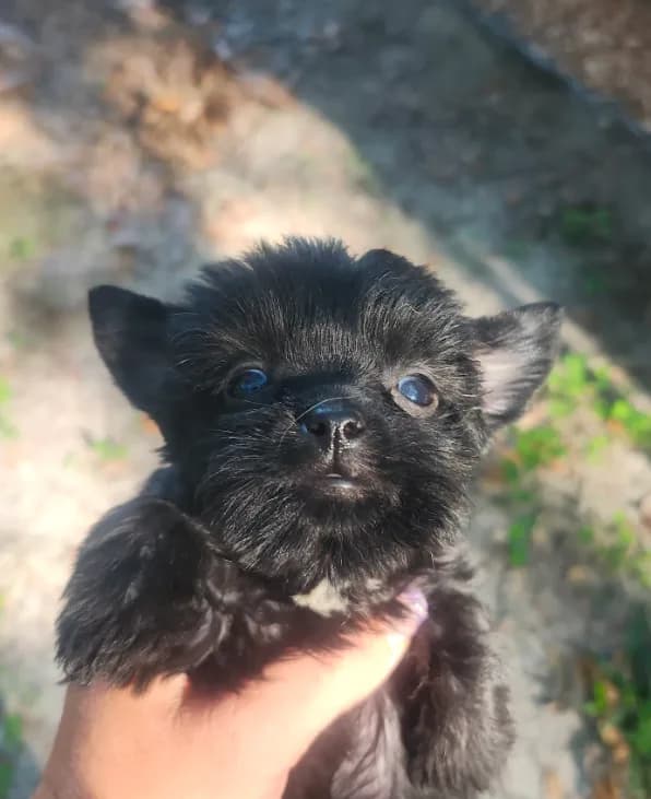 Pepper