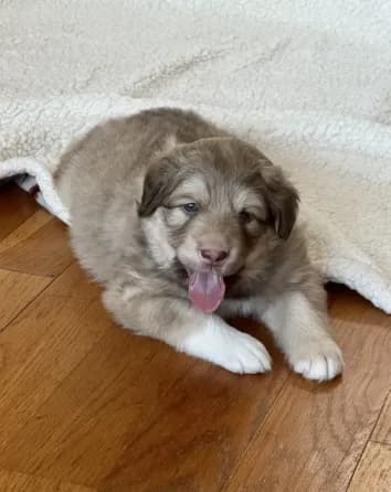 Chocolate Puppy - M1 - Romeo