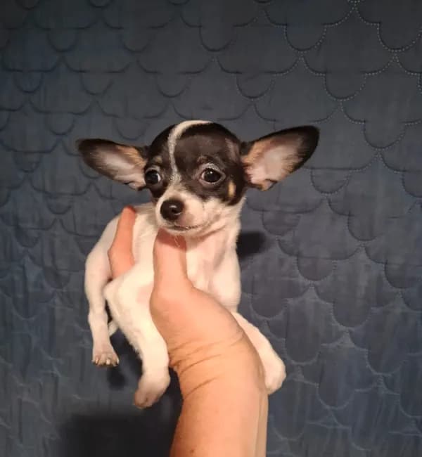 Pixie