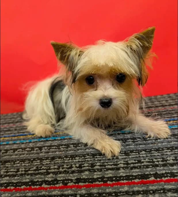 CKC male Parti-Yorkie (Peanut)