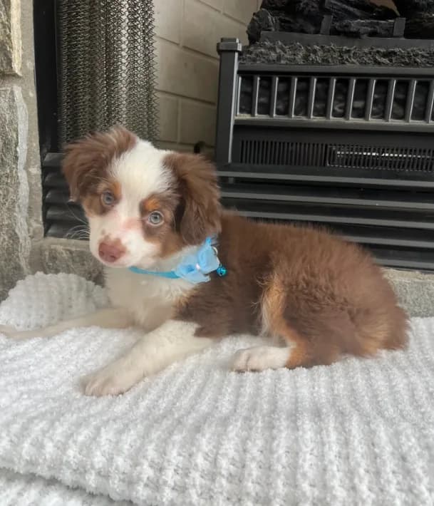Red Tri M Toy Aussie