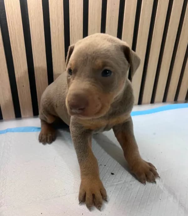 Fawn female 2