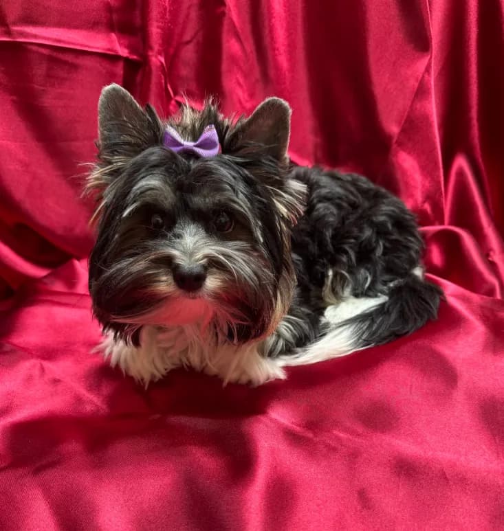 Chico (Biewer AKC)