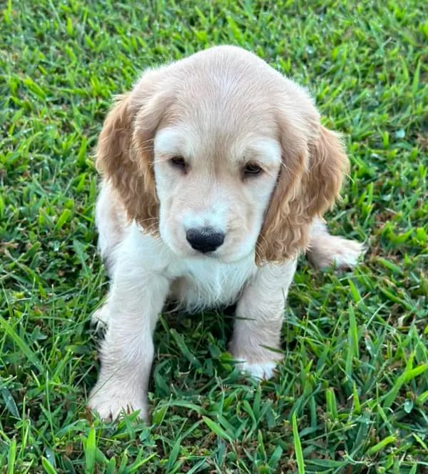 Yellow Collar