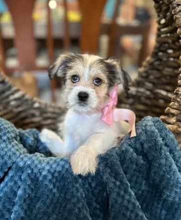 Zoe