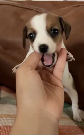 Baby