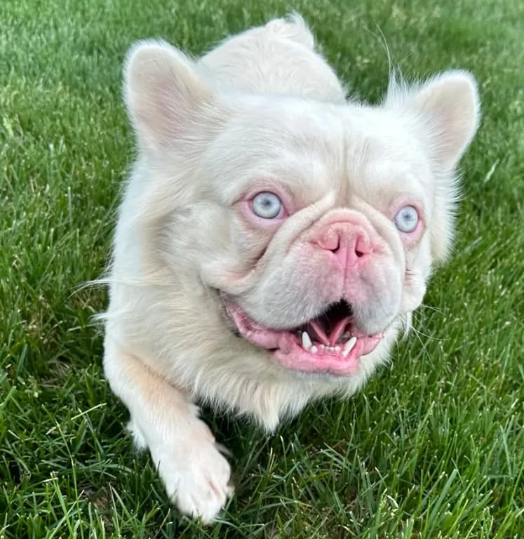 Stud pink French bulldog