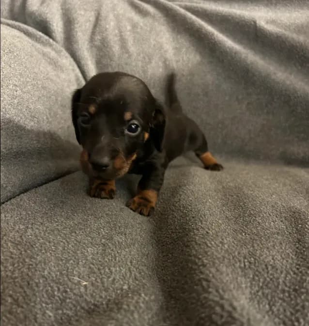 Ginger’s female black and tan