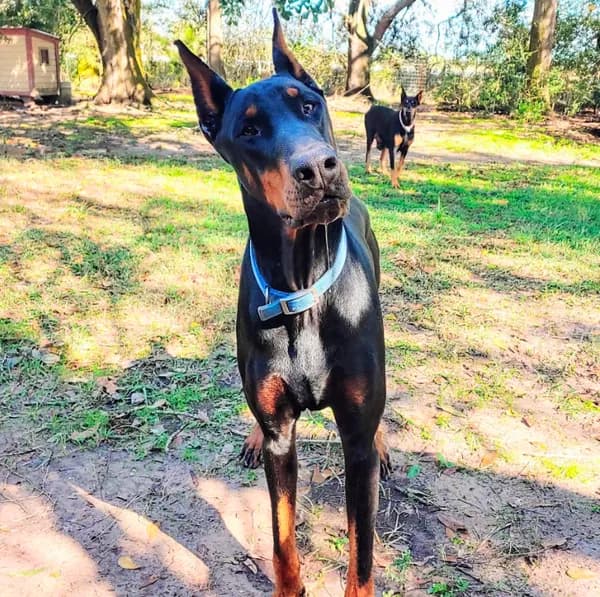 92% European pup