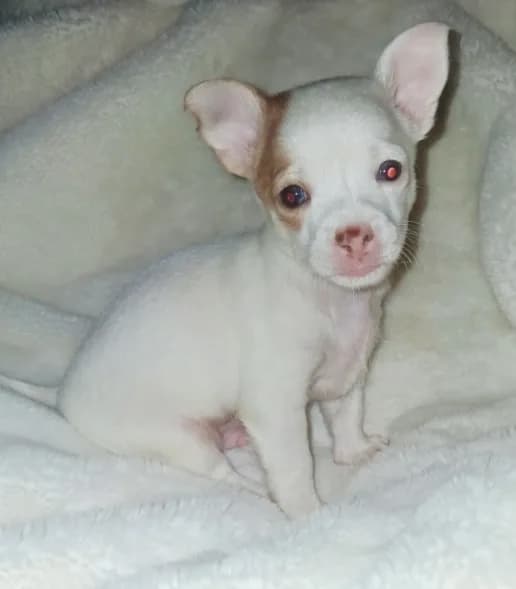 Piglet