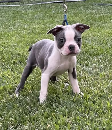 Buddy