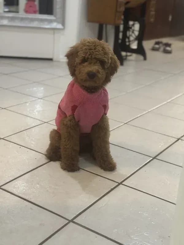 Lucy