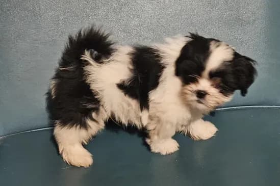 Puppy 1
