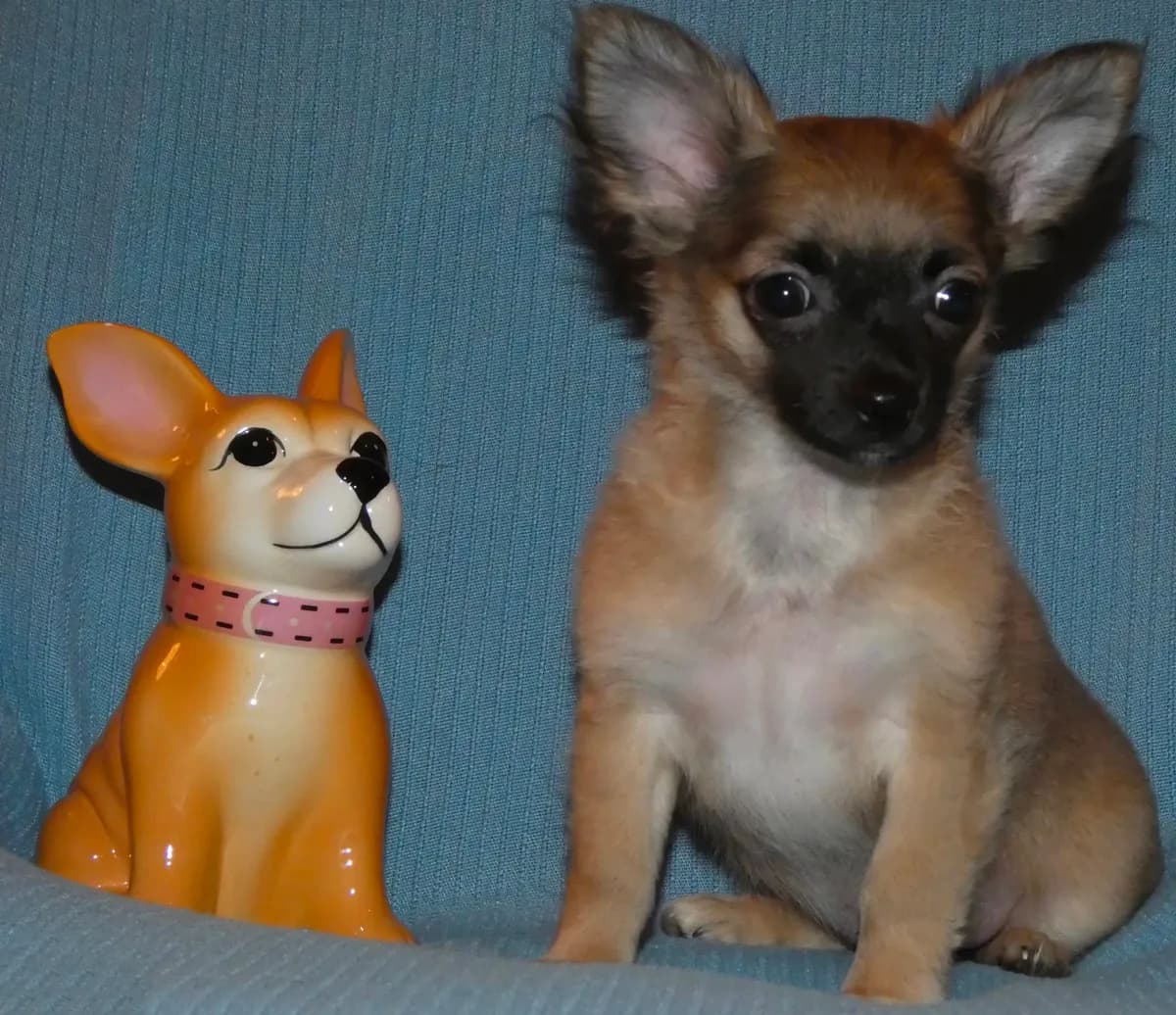 Chewy