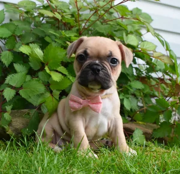 LIlly