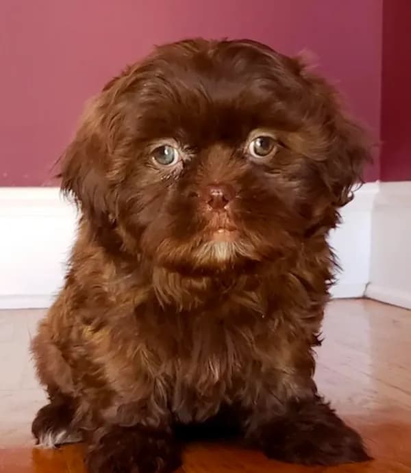 Shih Tzu Female Chocolate / Green Eyes