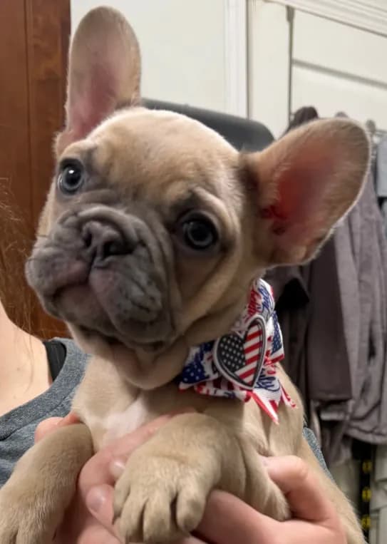 Josie