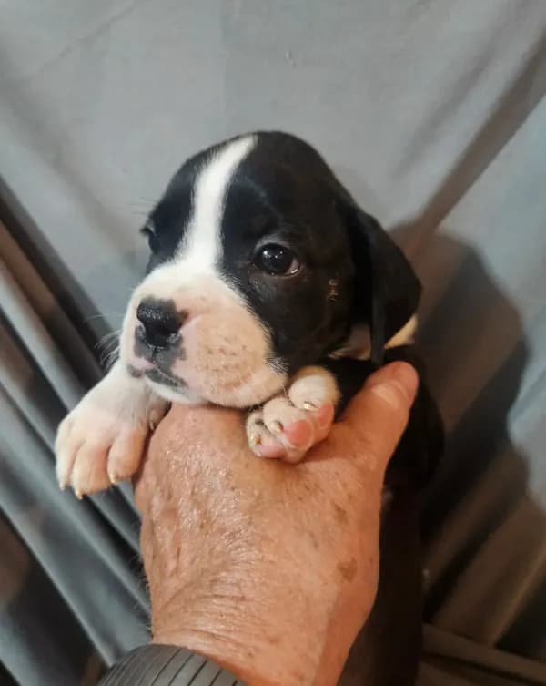 Gemma