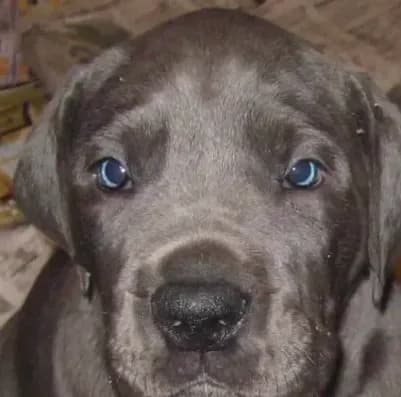Blue Great Dane Puppy 2