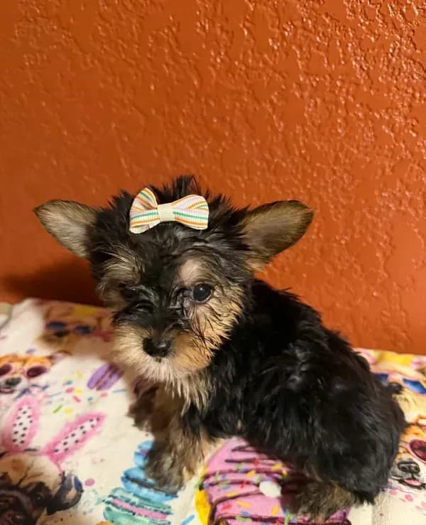 Diva