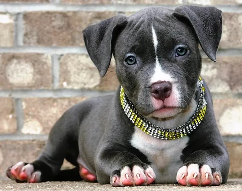 "AALIYAH" BLUE NOSE