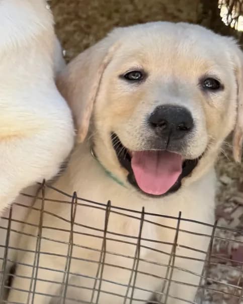 AKC Lab