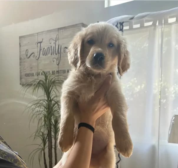 Golden Retriever Puppy