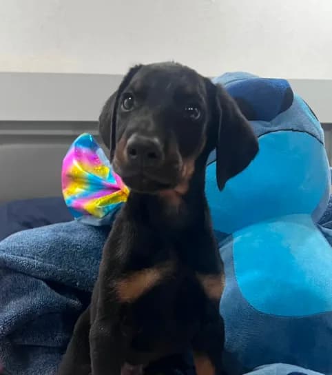 Dobeman male