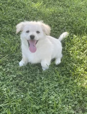 Chubbs