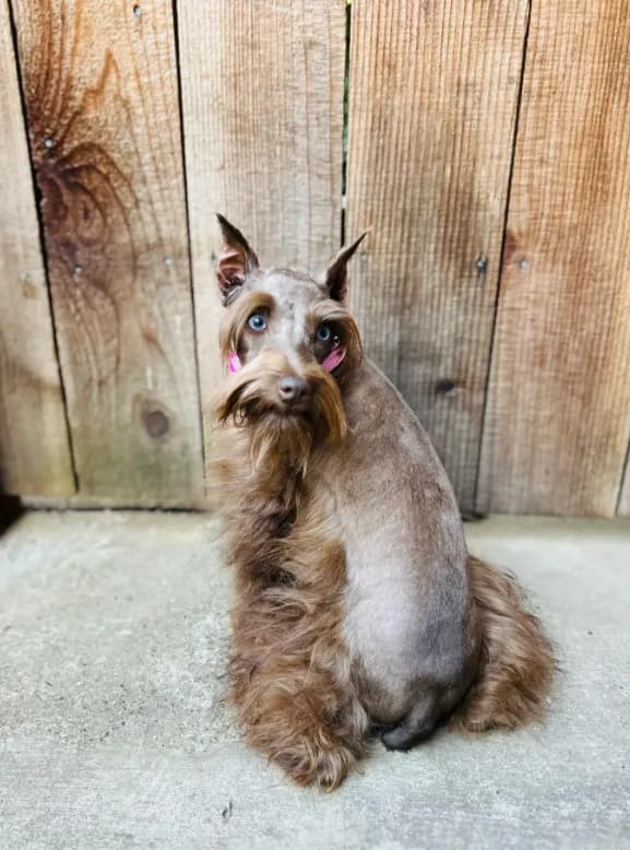 Hazel