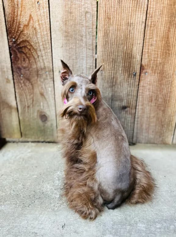 Hazel