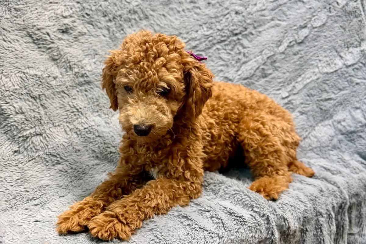 Maggie