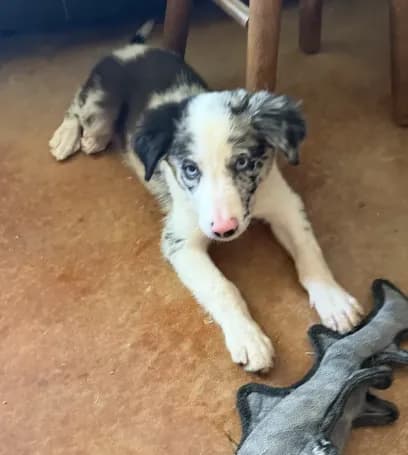 Blue Merle, blue eyed male Bristol