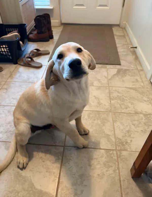 Ruger
