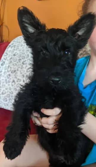 Scottie