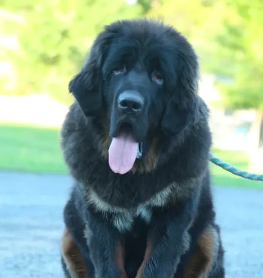 Purebred Tibetan Mastiff Female