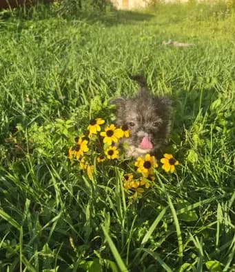 Boy puppy