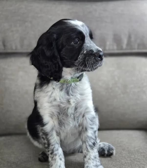 Price Reduced! Green Collar Black/White Roan